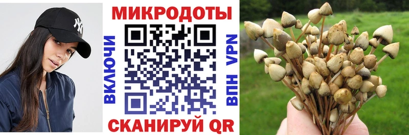 Псилоцибиновые грибы Psilocybine cubensis  купить закладку  Чаплыгин 